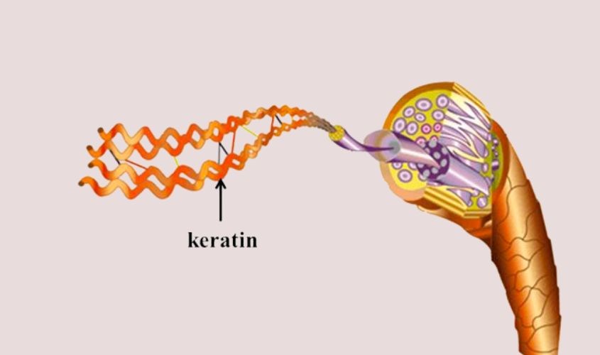 Keratin là một thành phần quan trọng tạo nên lớp bề ngoài và lõi bên trong của tóc...