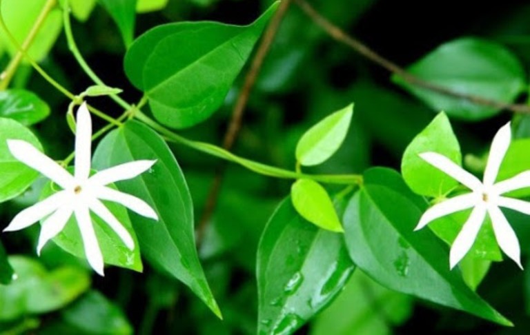 Cây chè vằng chữa mẩn ngứa, viêm da cơ địa