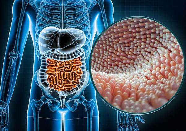 Một số vitamin tham gia vào các quá trình chuyển hóa chất dinh dưỡng, bảo vệ niêm mạc đường tiêu hóa và tăng cường hệ miễn dịch…