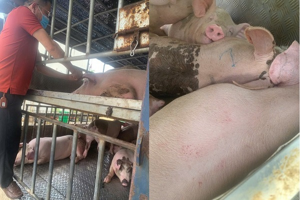 Lực lượng chức năng kiểm tra, phát hiện 2/3 mẫu dương tính với virus dịch tả lợn Châu Phi. Ảnh: Công an tỉnh Phú Thọ.