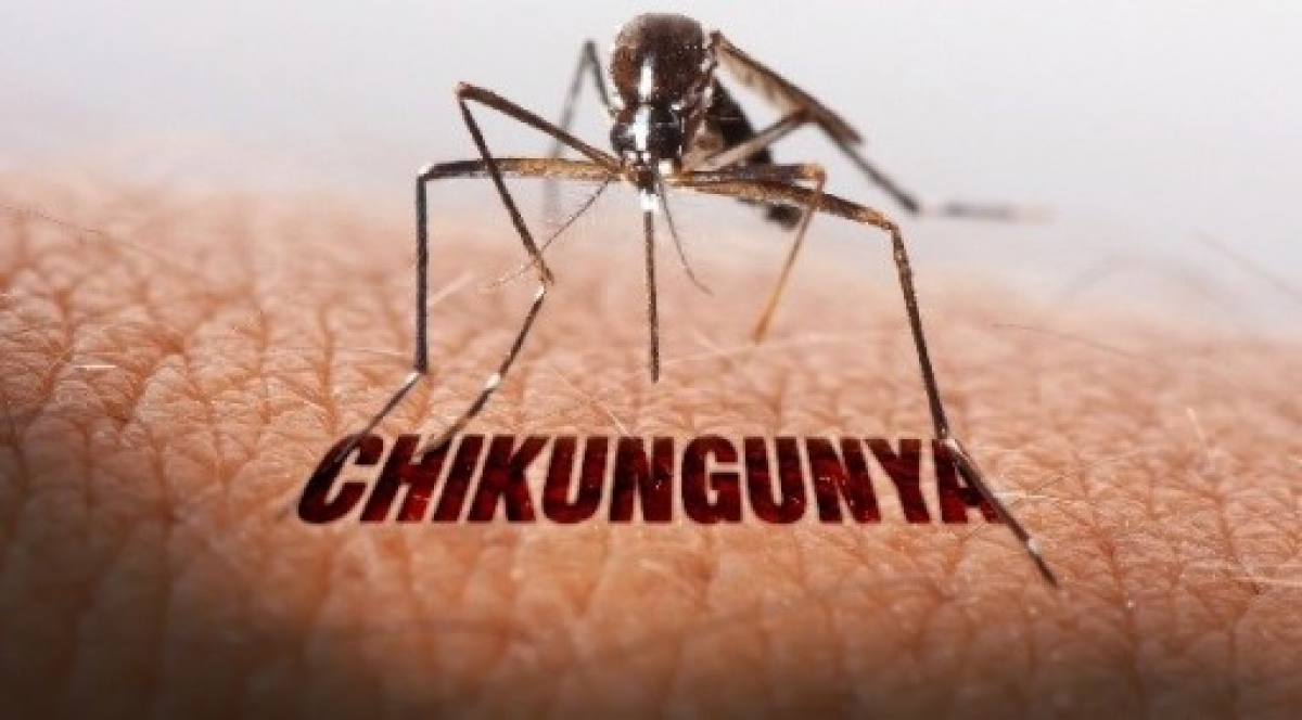 Trước thông tin về việc Việt Nam ghi nhận trường hợp mắc bệnh Chikungunya đầu tiên, tối 24/8, Cục Phòng bệnh (Bộ Y tế) đã bác bỏ tin này.