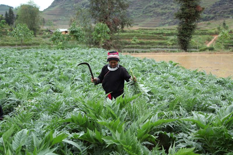 Việt Nam có nền y học cố truyền lâu đời, nhiều dược liệu quý...