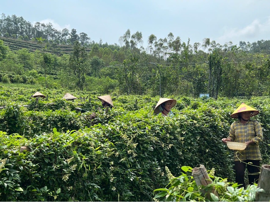 Vùng trồng sâm nam núi Dành của HTX Sâm núi Dành Đức Hạnh ở xã Liên Chung, huyện Tân Yên, tỉnh Bắc Giang