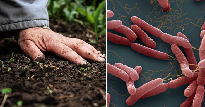 Bệnh Whitmore là bệnh truyền nhiễm do vi khuẩn Burkholderia Pseudomallei gây ra.