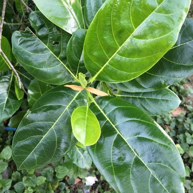 Lá mít có rất nhiều tác dụng tốt trong việc phòng và điều trị bệnh.