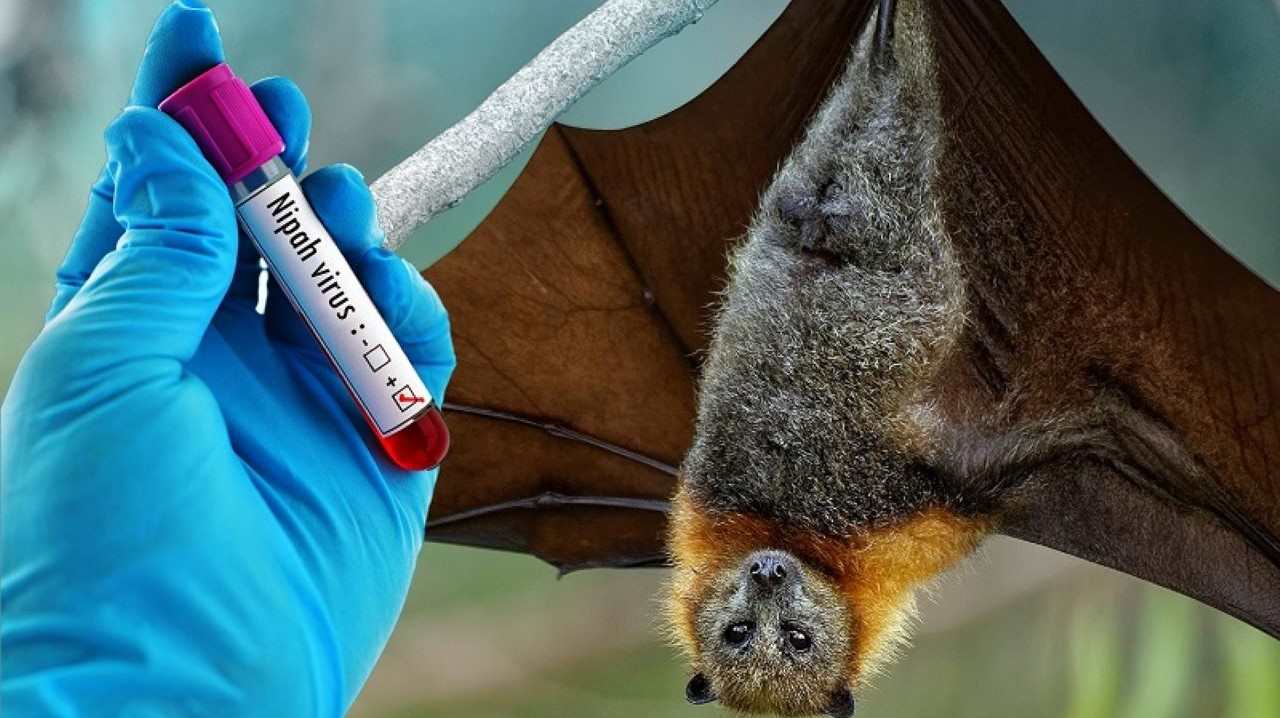 Nipah virus (hay virus Nipah) là một loại virus nguy hiểm có khả năng lây truyền từ động vật sang người, đồng thời cũng có thể lây từ người sang người.