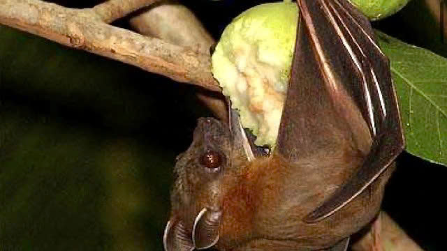 Virus Nipah chủ yếu lây qua tiếp xúc trực tiếp với dịch tiết ở ca bệnh nặng hoặc từ động vật mang mầm bệnh như dơi, heo; không lan truyền qua không khí. Ảnh minh hoạ.