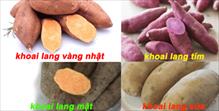 Thuốc quý từ… khoai lang