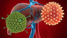 Adenovirus- Nghi phạm gây bệnh viêm gan bí ẩn có khả năng gây bệnh gì?