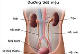 Thuốc mới trị bệnh nhiễm trùng đường tiết niệu