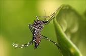 Cách nào để bảo vệ bản thân khỏi Chikungunya?