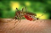 Bộ Y tế bác tin Việt Nam có ca mắc bệnh Chikungunya