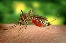 Bộ Y tế bác tin Việt Nam có ca mắc bệnh Chikungunya