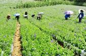 Trồng, chế biến và kinh doanh dược liệu quý theo chuỗi giá trị