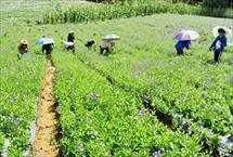 Trồng, chế biến và kinh doanh dược liệu quý theo chuỗi giá trị