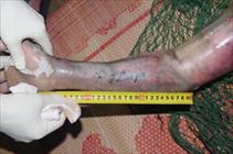 Truy tìm tung tích nạn nhân nổi trên sông, trên tay xăm chữ 'I love you'