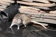 Có ít nhất 11 người tử vong do nhiễm virus nguy hiểm hanta từ chuột