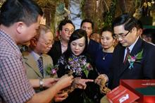Sâm “Quốc bảo” hàng trăm triệu đồng và hàng loạt dược liệu quý được trưng bày ngay tại Hà Nội