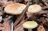Tây Ninh: Tiếp tục ghi nhận 3 trường hợp nghi bị ngộ độc do nấm