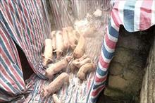 Thanh Hóa: Đối phó với dịch tả lợn châu Phi