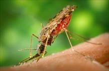 Các bài thuốc phòng trị bệnh sốt rét