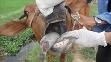Quảng Ngãi: 50 con trâu bò tiền triệu đồng loạt bị lở mồm long móng