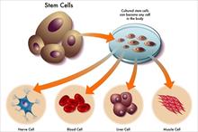 Công nghệ sản xuất thuốc tế bào gốc