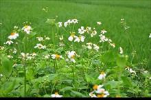 Hoa xuyến chi mọc hoang dại ven đường được coi là thuốc quý chữa nhiều bệnh