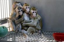 Trung Quốc nhân bản khỉ chỉnh sửa gene để nghiên cứu y sinh