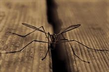 Những căn bệnh khủng khiếp do muỗi lây truyền
