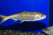 Mỹ thu hồi sản phẩm cá hồi hun khói vì nghi nhiễm khuẩn chết người