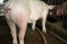 Những dấu hiệu nhận biết sớm lợn bị nhiễm dịch tả lợn Châu Phi