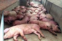 Bộ Y tế khuyến cáo người dân không nên vội vàng tẩy chay thịt lợn