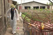 Đã giải trình được gen vi rút gây bệnh dịch tả lợn châu Phi tại Việt Nam