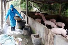 FAO cảnh báo gì Việt Nam về dịch tả lợn châu Phi?