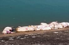 Khánh Hòa chỉ đạo điều tra hàng chục con heo chết bị vứt ra hồ nước