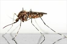 Hãng Bayer giới thiệu thuốc diệt muỗi hỗ trợ chống bệnh sốt rét