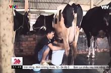 120 ngàn con bò sữa Vinamilk ở đâu để Hà Nội thiếu sữa, 3 tỉnh dùng sữa pha lại?