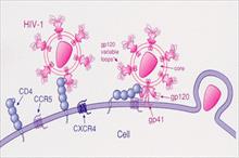Thụ thể CCR5 và sự lây nhiễm HIV