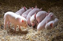 Ăn thịt lợn ốm có thể nhiễm những bệnh 'kinh hoàng' này