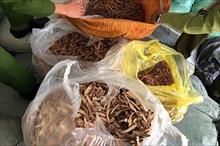Hà Nội: Hơn 7 tấn nguyên liệu thuốc bắc không rõ nguồn gốc, xuất xứ bị 'tóm'