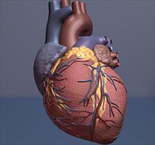 Phương pháp ghép tế bào gốc mới có thể giúp phục hồi tim bị tổn thương