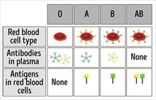 8 đặc điểm riêng của người nhóm máu O