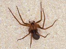 Con nhện độc sống trong tai người phụ nữ