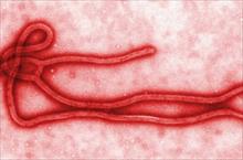 EU cho lưu hành vaccine ngừa virus Ebola
