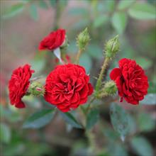 Hoa hồng - Vị thuốc hoạt huyết, chống viêm