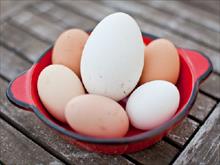 Có phải ăn trứng ngỗng sinh con thông minh?